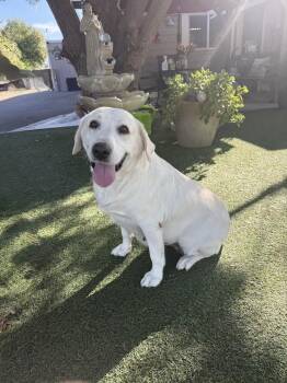Zelda -  Labrador Retriever Dog for Adoption in Temecula, California - Zelda | PetCurious