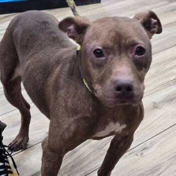 Sammy -  Pit Bull Terrier Dog for Adoption in Newark, New Jersey - Sammy | PetCurious