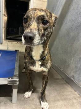 Mixed Breed Dogs Available for Adoption - CHLOE | PetCurious
