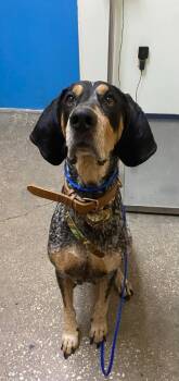 Rescue Mixed Breed Dogs for Adoption in Ocala, Florida - Colt | PetCurious