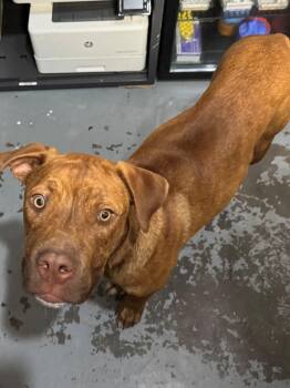 Rescue Pit Bull Terrier Dogs for Adoption in Berea, Kentucky - Bogie | PetCurious