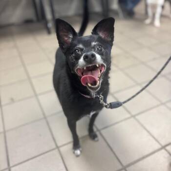 Jax -  Chihuahua and Pomeranian Dog for Adoption in Marshalltown, Iowa - Jax | PetCurious