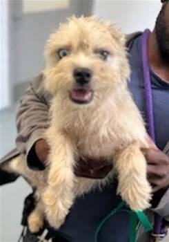 ECLIPSE -  Terrier and Mixed Breed Dog for Adoption in St. Cloud, Florida - ECLIPSE | PetCurious