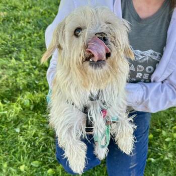 Bucket -  Mixed Breed and Skye Terrier Dog for Adoption in Glenwood Springs, Colorado - Bucket | PetCurious