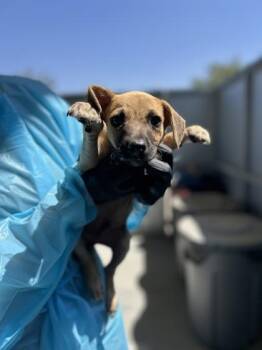 Carmel by the Sea -  Chihuahua and Mixed Breed Dog for Adoption in Fresno, California - Carmel By The Sea | PetCurious