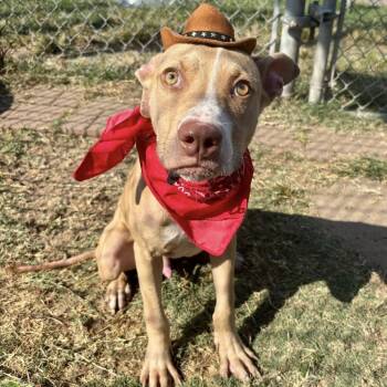 Rescue American Staffordshire Terrier Dogs for Adoption in Pittsburgh, Pennsylvania - Brownie | PetCurious