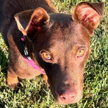 Hershey -  Labrador Retriever and Mixed Breed Dog for Adoption in Wilmington, Delaware - Hershey | PetCurious