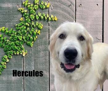 Hercules -  Great Pyrenees Dog for Adoption in Marshville, North Carolina - Hercules | PetCurious