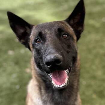 Belgian Shepherd Malinois and Mixed Breed Dogs Available for Adoption in Pleasanton, California - Atari - ECAS | PetCurious