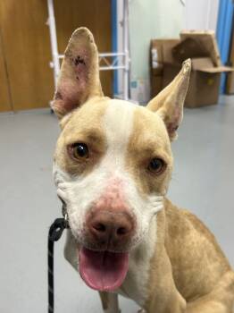 Rescue Terrier Dogs for Adoption in Hartsville, South Carolina - Kenzie | PetCurious