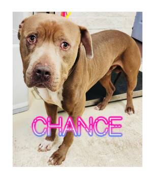 Pit Bull Terrier Dogs Available for Adoption in St. George, Utah - Chance | PetCurious