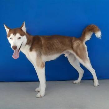 Creed -  Husky Dog for Adoption in San Gabriel, California - Creed | PetCurious