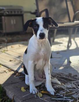 Cheerio the pointer mix -  English Pointer and Jack Russell Terrier Dog for Adoption in Muskego, Wisconsin - Cheerio The Pointer Mix | PetCurious