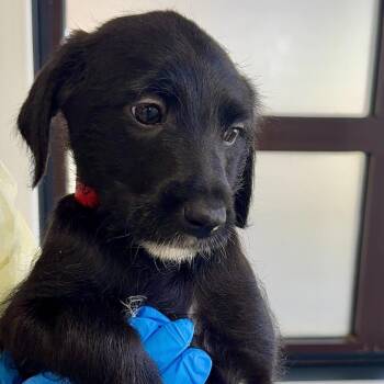 Mixed Breed Dogs Available for Adoption - Daffodil A2260675 | PetCurious