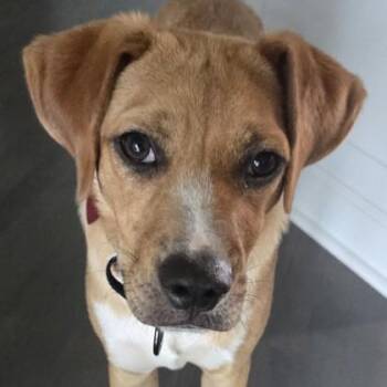 Theo -  Mixed Breed Dog for Adoption in Elk Grove Village, Illinois - Theo | PetCurious