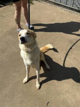 Bishop -  Great Pyrenees Dog for Adoption in Jacksonville, Texas - Bishop | PetCurious