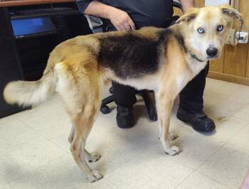 Rescue Husky and Shepherd Dogs for Adoption in Washington Court House, Ohio - Sly | PetCurious