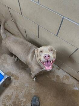 American Bulldog and Staffordshire Bull Terrier Dogs Available for Adoption - Fella | PetCurious