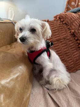 Lolli -  Maltese Dog for Adoption in Harrison, New York - Lolli | PetCurious