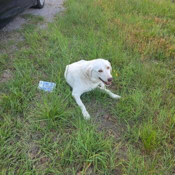 Labrador Retriever Dogs Available for Adoption in Clanton, Alabama - Harmony | PetCurious