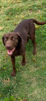 Labrador Retriever Dogs Available for Adoption in Chattanooga, Tennessee - Luna | PetCurious