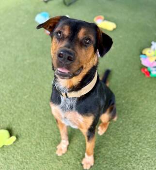Australian Cattle Dog Blue Heeler and German Shepherd Dog Dogs Available for Adoption in Columbia, Illinois - Bruno | PetCurious