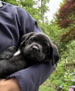 Timmy -  Black Labrador Retriever Dog Available for Adoption in Richmond, Virginia - Timmy | PetCurious