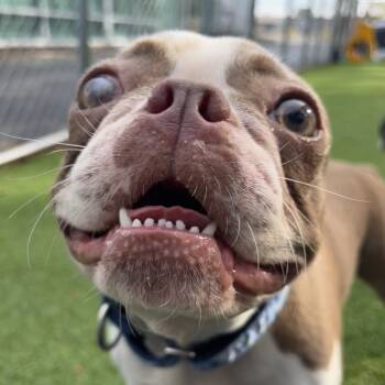 Rescue Boston Terrier Dogs for Adoption in Warwick, Rhode Island - Lincoln | PetCurious