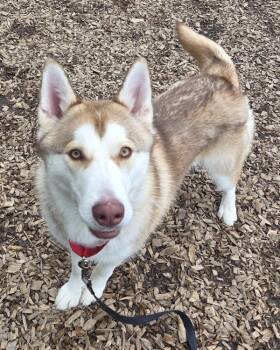 Siberian Husky Dogs Available for Adoption in Salem, Oregon - Aragorn | PetCurious
