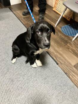 ANGEL 259-26 -  Labrador Retriever Dog for Adoption in Cambridge, Ohio - ANGEL 259-26 | PetCurious