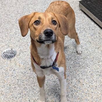 Praline -  Mixed Breed Dog for Adoption in West Olive, Michigan - Praline | PetCurious