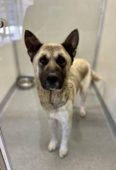 Rescue Akita and Shepherd Dogs for Adoption in Victorville, California - Bear #4079 (1003) | PetCurious