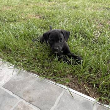 Mr. Peabody (in foster home) -  Black Labrador Retriever Dog for Adoption in Sebring, Florida - Mr. Peabody (in Foster Home) | PetCurious