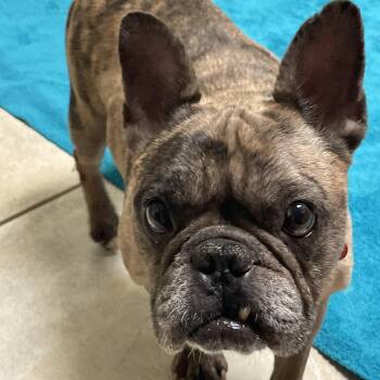 Beans -  French Bulldog Dog for Adoption in Lacon, Illinois - Beans | PetCurious