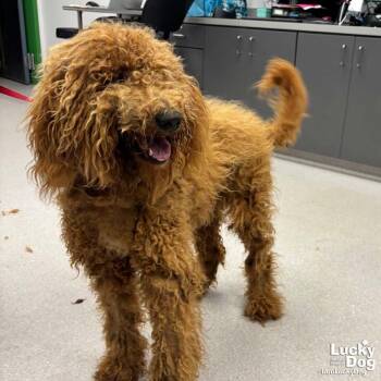 Doodle -  Labrador Retriever and Poodle Dog for Adoption in Washington, District Of Columbia - Doodle | PetCurious