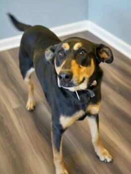 Doberman Pinscher and Mixed Breed Dogs Available for Adoption - Chase | PetCurious