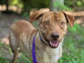 Pit Bull Terrier and Dachshund Dogs Available for Adoption in Portland, Oregon - Rigatoni | PetCurious