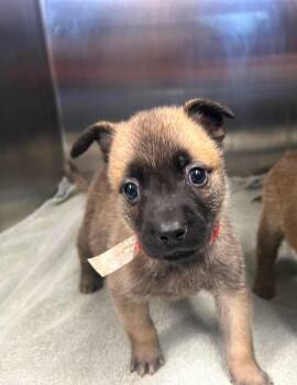 Pop -  German Shepherd Dog Dog for Adoption in Lodi, California - Pop | PetCurious