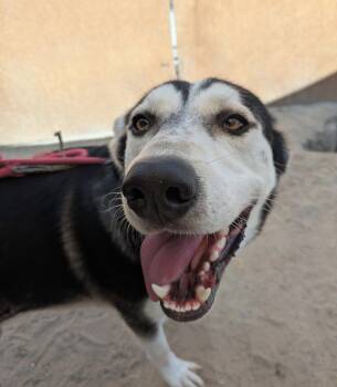 Rescue Siberian Husky Dogs for Adoption in Ventura, California - Sebastian | PetCurious