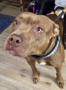 Pit Bull Terrier Dogs Available for Adoption in Mckeesport, Pennsylvania - Coco | PetCurious