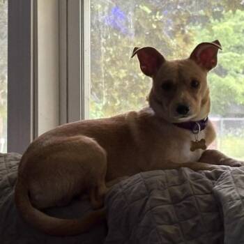 Morgan -  Jack Russell Terrier and Cardigan Welsh Corgi Dog for Adoption in Bristol, Indiana - Morgan | PetCurious