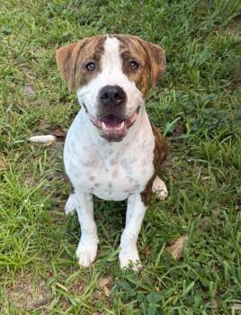TIGGER -  Pit Bull Terrier Dog for Adoption in Fort Myers, Florida - TIGGER | PetCurious