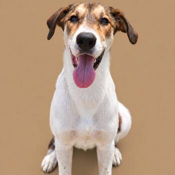 Lacie -  Coonhound Dog for Adoption in Cleveland, Texas - Lacie | PetCurious