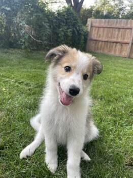 **KAMARI** -  Australian Shepherd and Great Pyrenees Dog for Adoption in North Prairie, Wisconsin - **KAMARI** | PetCurious