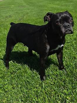 Boston Terrier and Pug Dogs Available for Adoption - Willow | PetCurious