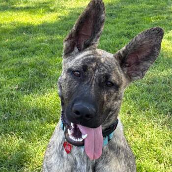 Elena -  Mixed Breed Dog for Adoption in Medford, Oregon - Elena | PetCurious