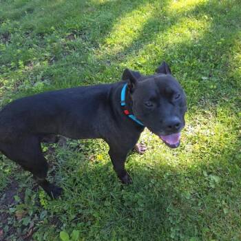 Bruce -  Pit Bull Terrier and Mixed Breed Dog for Adoption in Valparaiso, Indiana - Bruce | PetCurious