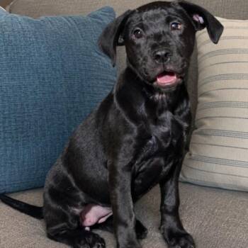 Lovely Laguna -  Labrador Retriever Dog for Adoption in Reston, Virginia - Lovely Laguna | PetCurious