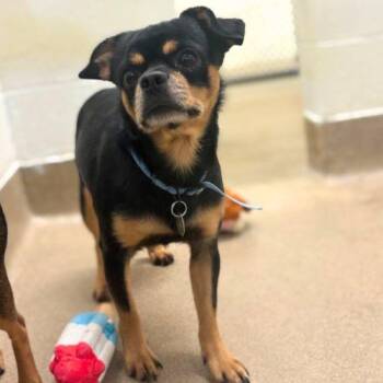 JAMIE LANNISTER -  Chihuahua Dog for Adoption in Aurora, Colorado - JAMIE LANNISTER | PetCurious