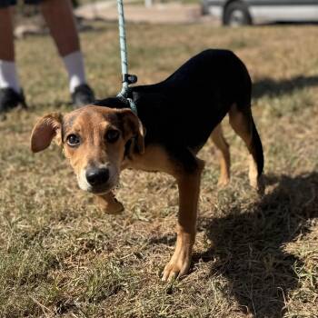 Buddy jr. -  Hound Dog for Adoption in Spring, Texas - Buddy Jr. | PetCurious